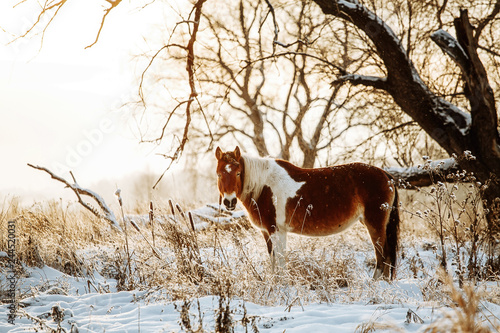 Fototapeta Naklejka Na Ścianę i Meble -  Brown and white or pinto colored Icelandic horse in the snow on a blistering cold winter day with evening sunshine and frost in the trees