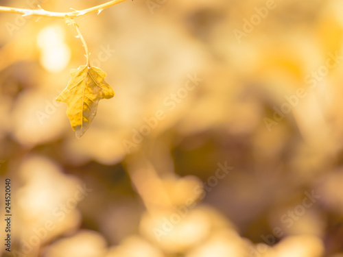 Beautiful nature, Autumn leaves on blurred golden background under sunlight, with copy space texture or backdrop and using as a wallpaper - Image
