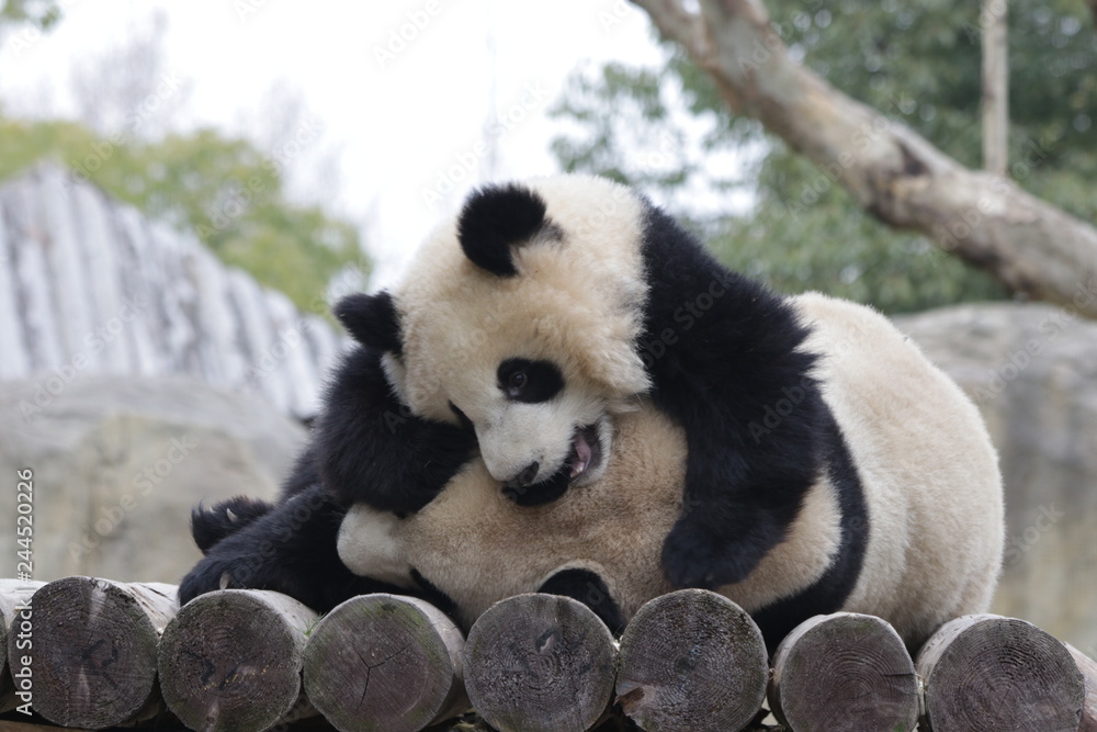 Precious Moment of Mother Panda and Her Cub, Bonding of Love