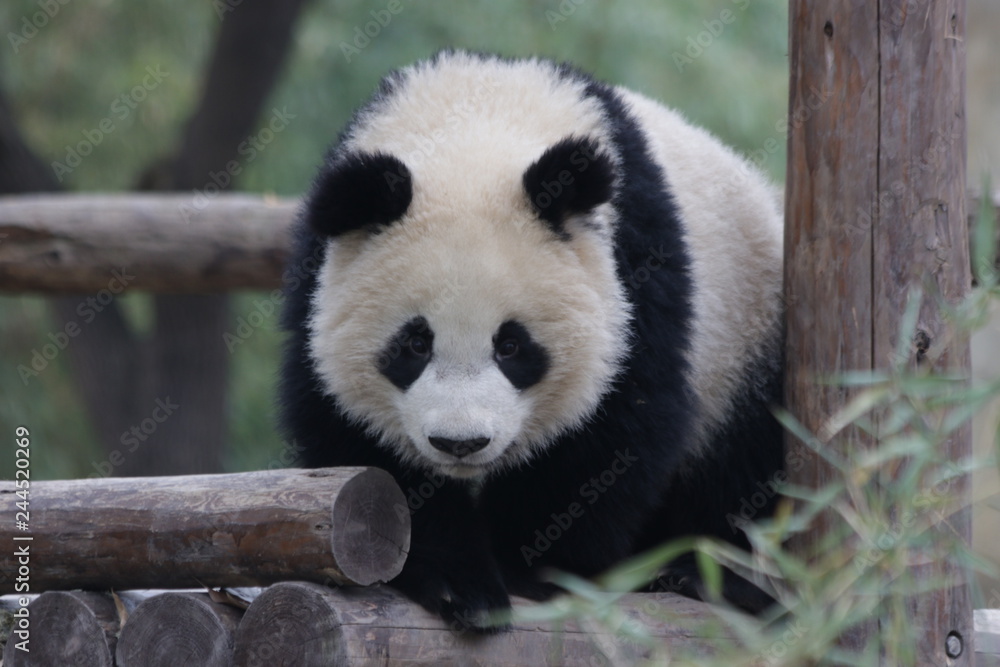 Close up Fluffy Face of Funny Panda Cub Close up Fluffy Face of Funny Panda Cub
