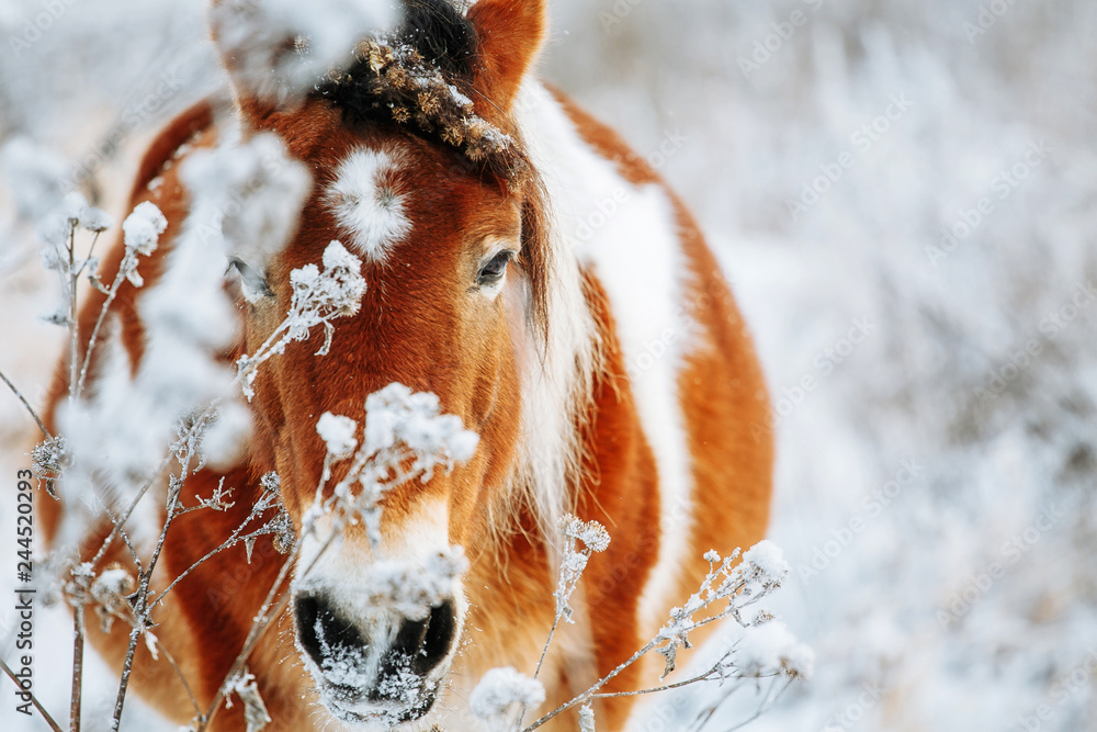 Φωτογραφία Brown and white or pinto colored Icelandic horse in the snow on a blistering col