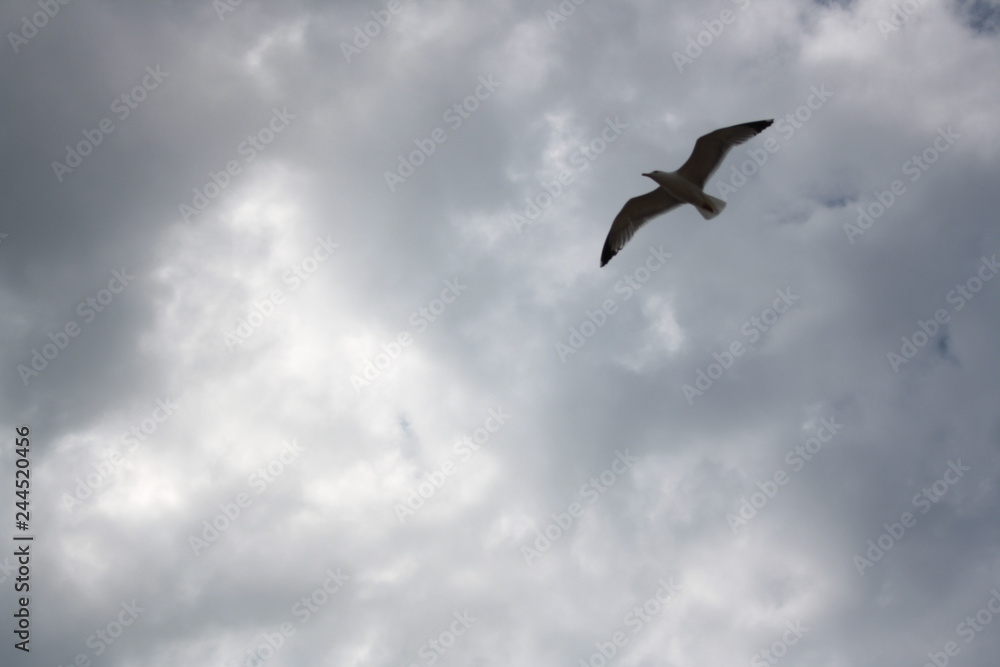 One seagull soaring highly in the blue sky One seagull soaring highly in the blue sky