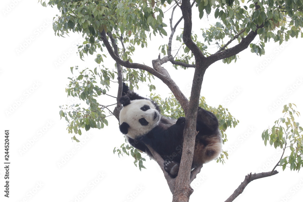 Fototapeta premium Selected Focus, Panda is Having Fun on the tree, Chengdu, China
