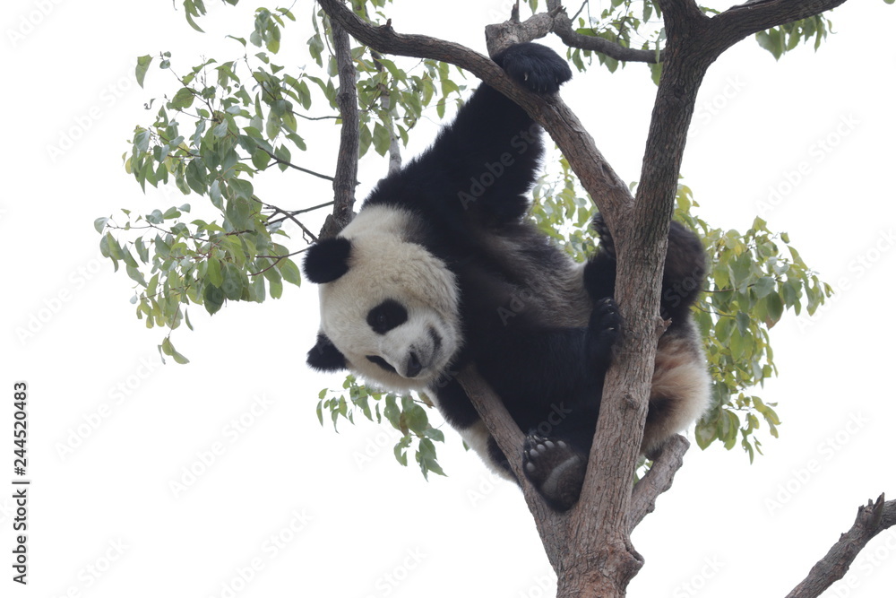 Obraz premium Panda Cub is Having Fun on the Tree