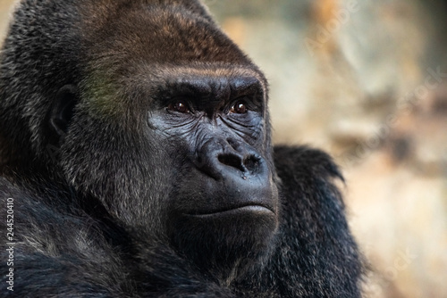Fototapeta Naklejka Na Ścianę i Meble -  Male western gorilla looking around, Gorilla gorilla gorilla