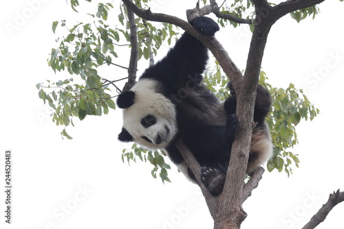 Panda Cub is Having Fun on the Tree