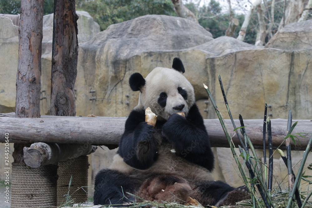 Obraz premium Funny Pose of Giant Panda while Eating Bamboo Shoot, China