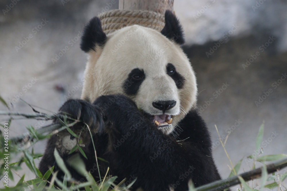 Obraz premium Cute Fluffy Panda's Face