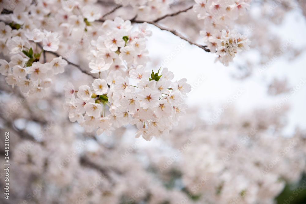 Close up sakura or cherry blossom; Japanese Spring Flower Sakura; Pink Cherry Flower Close up sakura or cherry blossom; Japanese Spring Flower Sakura; Pink Cherry Flower