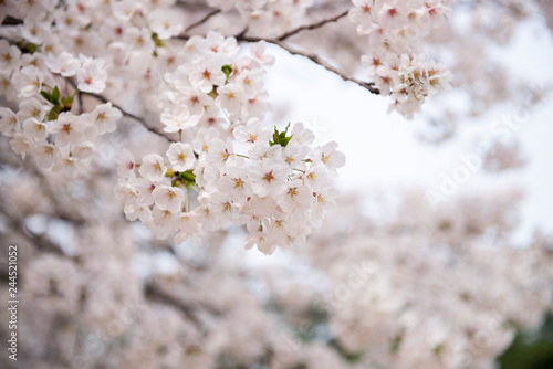 Close up sakura or cherry blossom; Japanese Spring Flower Sakura; Pink Cherry Flower