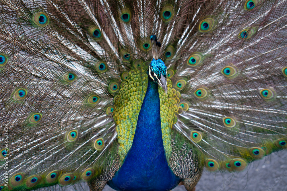 Naklejka premium Pavão