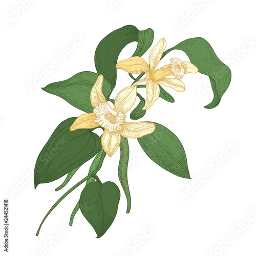 Elegant botanical drawing of vanilla plant branch with blooming flowers and leaves isolated on white background. Aromatic spice or condiment. Natural vector illustration hand drawn in antique style.