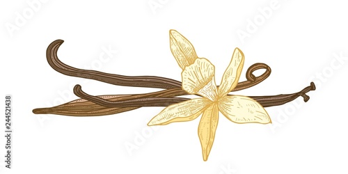 Detailed natural drawing of blooming vanilla flower and fruits or pods isolated on white background. Aromatic spice or condiment. Botanical vector illustration hand drawn in elegant vintage style.