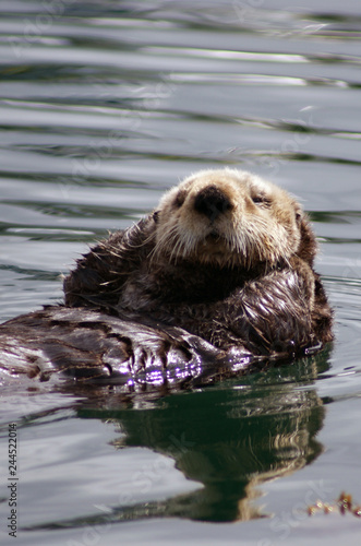 sea otter © Ann