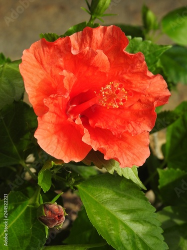 Close-up of a large red flower  hibiscus  open and another one blooming. Bright and hot summer day.