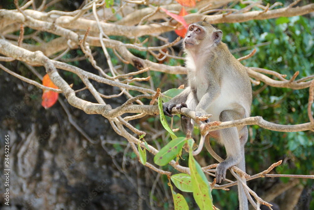 Thoughtful monkey looks up sitting on a tree Thoughtful monkey looks up sitting on a tree