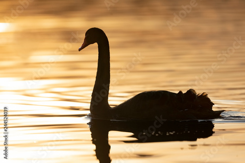 Cigno nero al tramonto