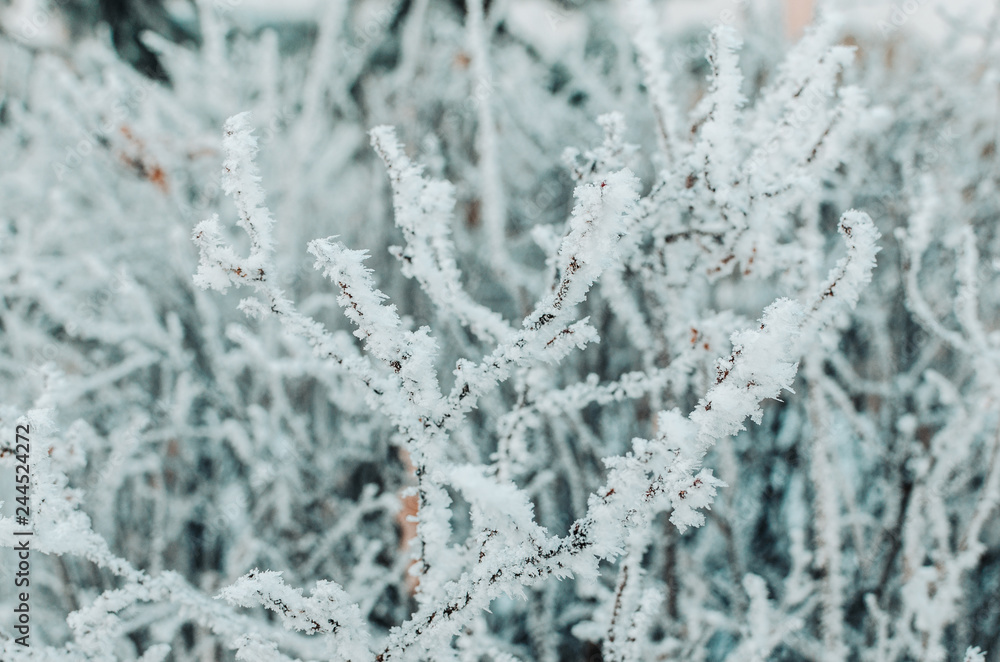 Covered with snow and frost tree branches on a frosty winter day. Covered with snow and frost tree branches on a frosty winter day.
