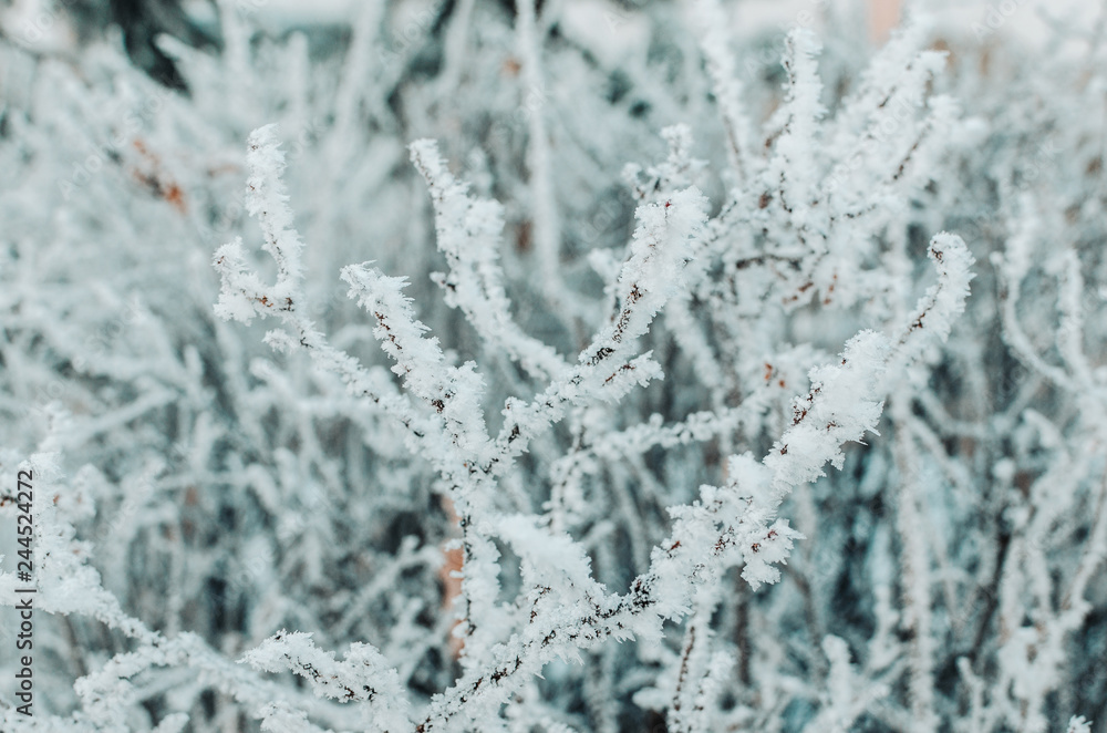 Covered with snow and frost tree branches on a frosty winter day.