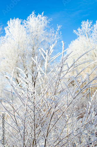 Covered with snow and frost tree branches on a frosty winter day.