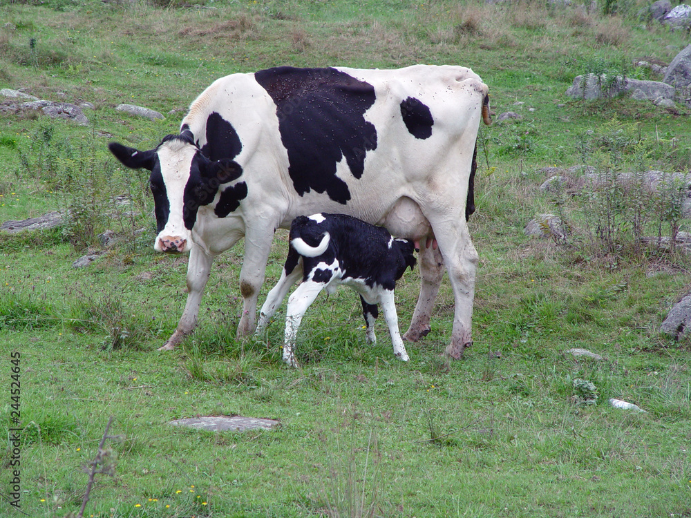 Holstein cow and calf Holstein cow and calf