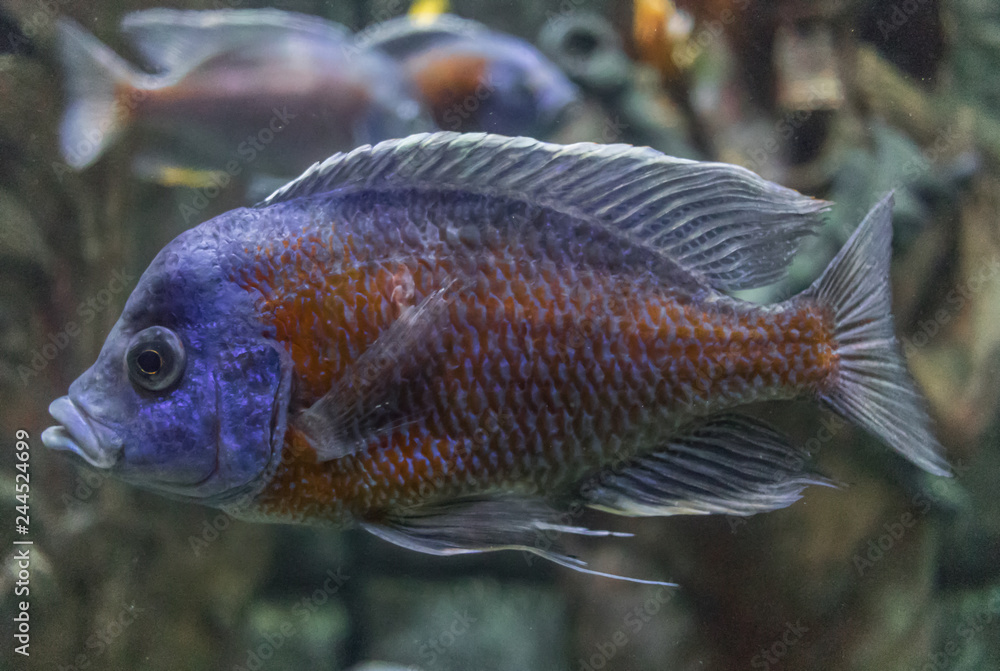 Antalya, Turkey - largest Turkish city on the Mediterranean coast, Antalya displays many attractions. Here in particular the Antalya aquarium Antalya, Turkey - largest Turkish city on the Mediterranean coast, Antalya displays many attractions. Here in particular the Antalya aquarium