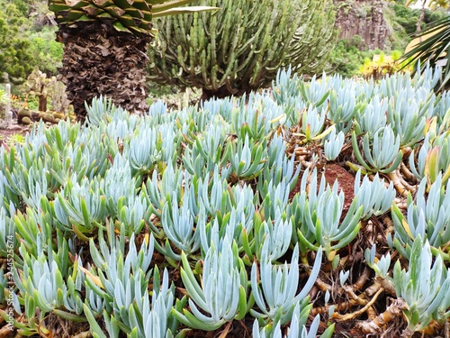 Senecio Mandraliscae (Asteraceae) Bálsamo azul - Sudáfrica photo