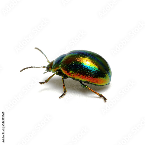 Green beetle isolated on white