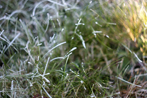 grass. frosty morning. October