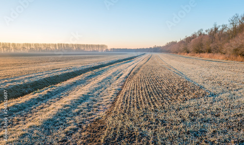 Dutch agricultural area with winter wheat sown in rows and a ditch on a cold winter morning