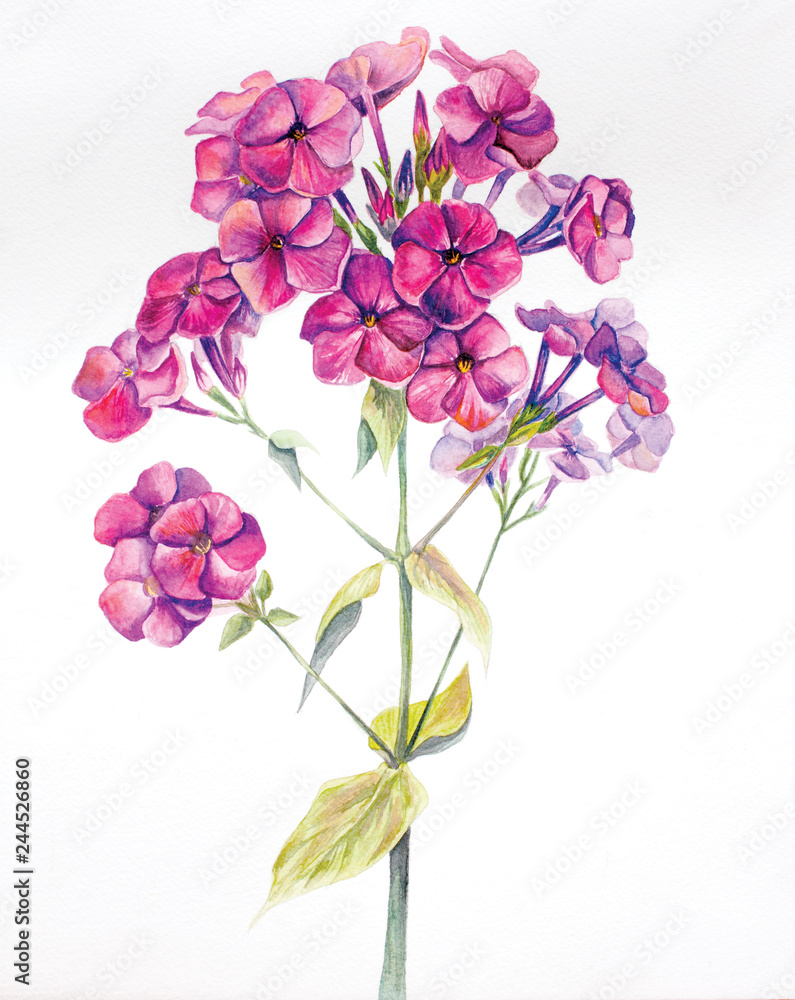 Magnificent watercolor illustration. Pink Phlox on a white background. Open Bud. Delicate petals. Botanical painting.