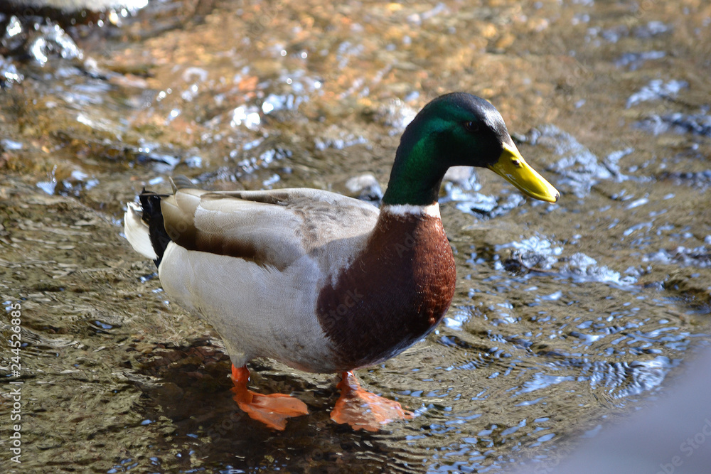 canard colvert dans l'eau de la rivière, canard sauvage dans le ruisseau canard colvert dans l'eau de la rivière, canard sauvage dans le ruisseau