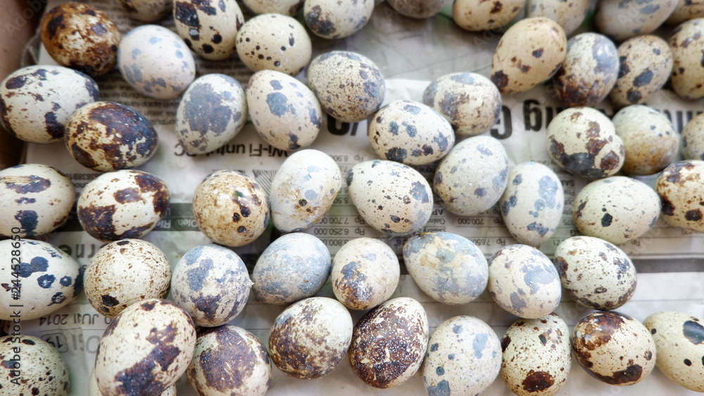 Obraz premium eggs for background