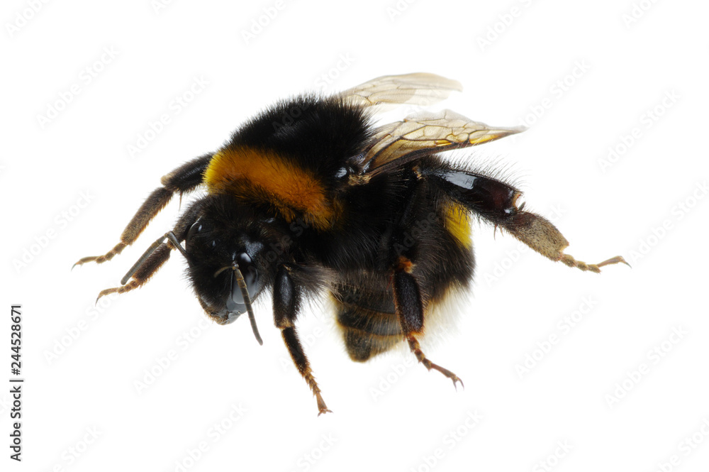 bumblebee isolated on the white bumblebee isolated on the white