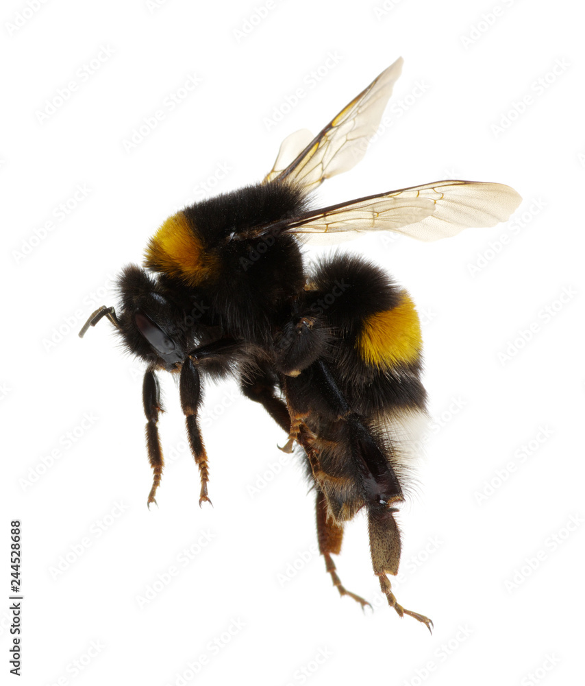 bumblebee isolated on the white bumblebee isolated on the white