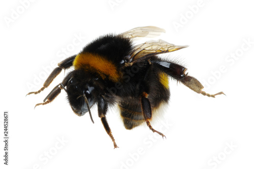 bumblebee isolated on the white