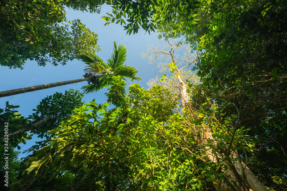 Fototapeta premium Forest tree low angle view, Evergreen tree in deep forest with blue sky