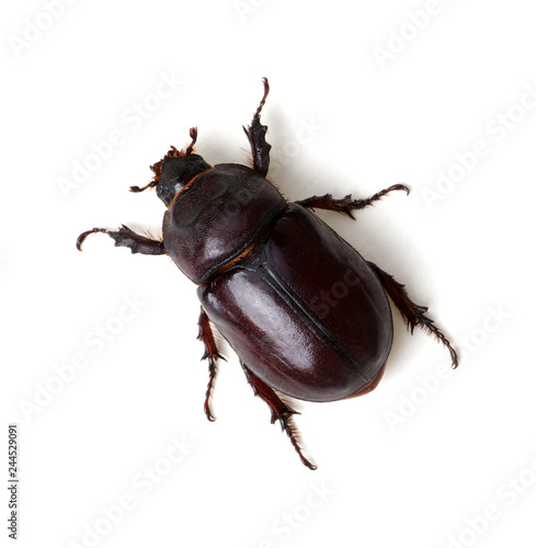 Beetle isolated on white © Alekss