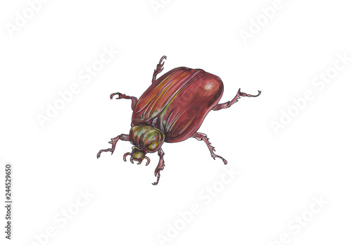  Brown beetle isolated on white background. photo