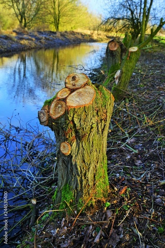 фотографія Sawed willow trees by the river