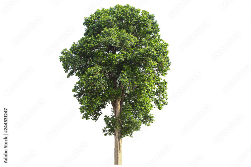 Fototapeta premium Tree isolated on white background.