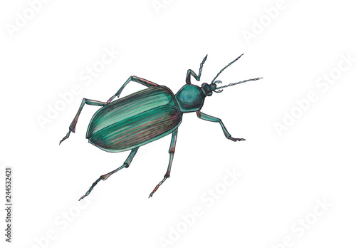 Emerald green beetle isolated on white background.