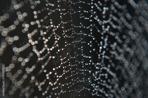 water drops on web