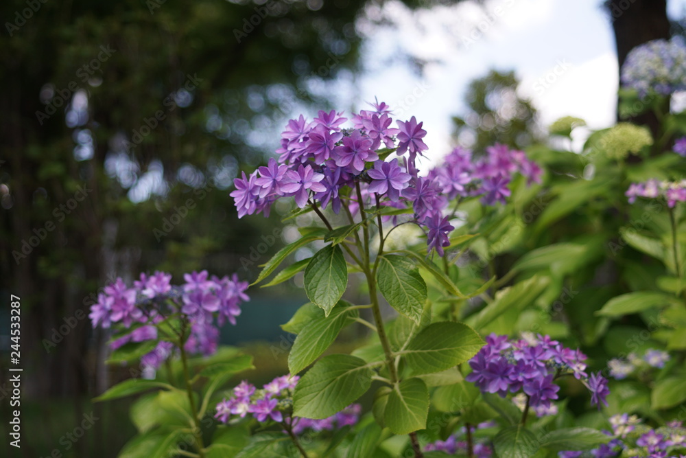 Obraz premium 花