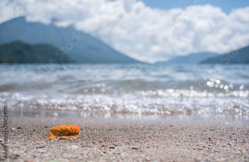 湖岸の落とし物