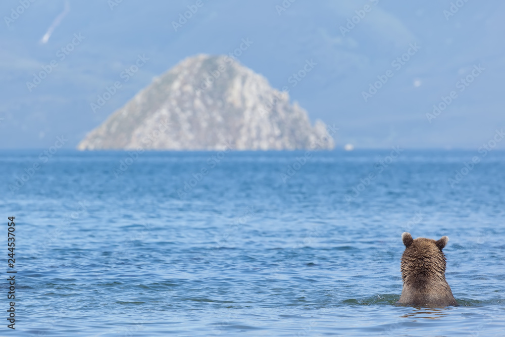 Fototapeta premium Big bear grizzly in water on background blue lake and mountain.Kamchatka