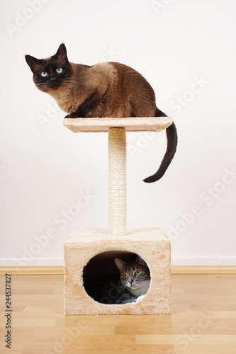 Bilde på lerret two cats resting on small cat tower or cat tree
