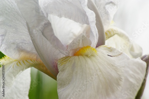 close-up di fiore con petali bianchi e pistillo giallo, dettaglio photo