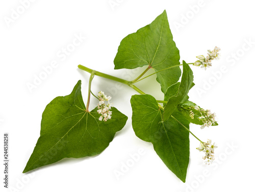 Buckwheat  flowers photo