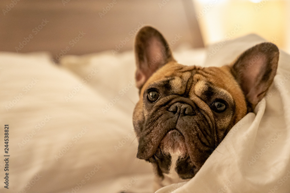 French Bulldog looking out from under a blanket in bed